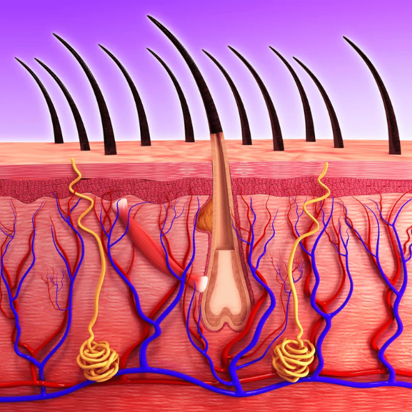 Anatomia do folículo capilar